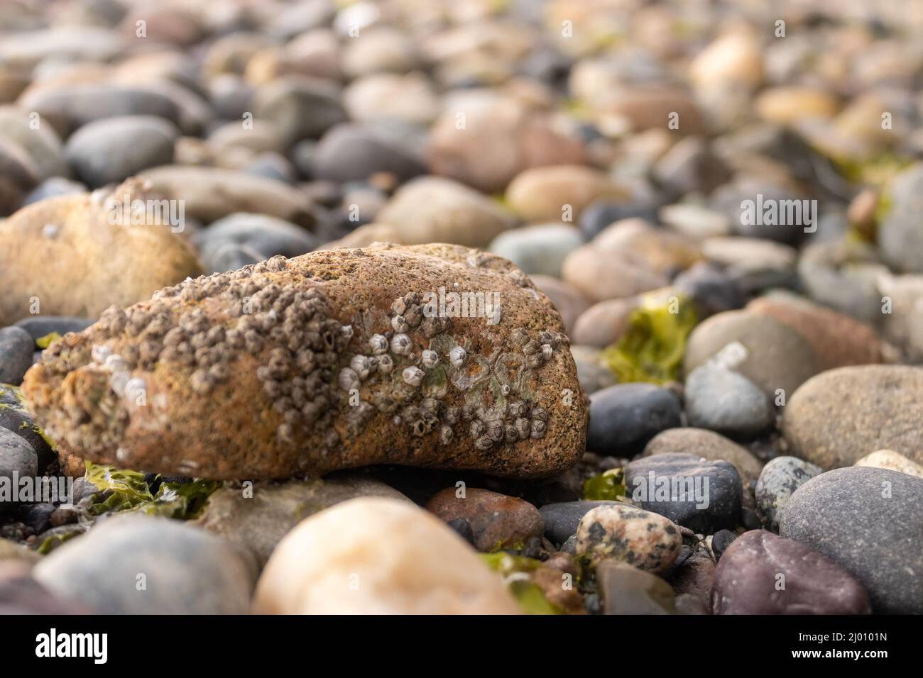 les rochers de la piscine à marée sont couverts de barnacles d'algues et d'eau Banque D'Images
