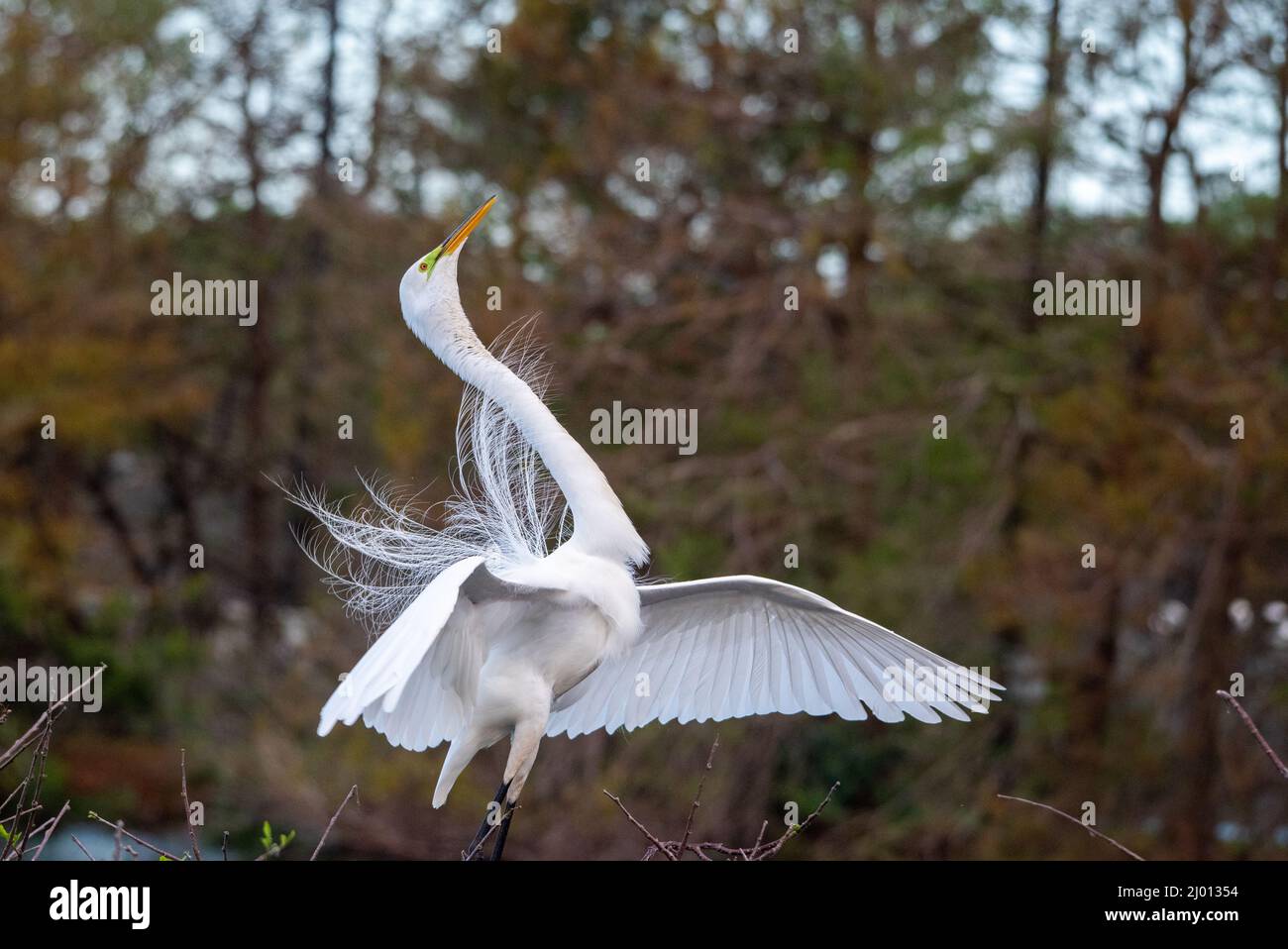 Aigrette neigeuse Banque D'Images