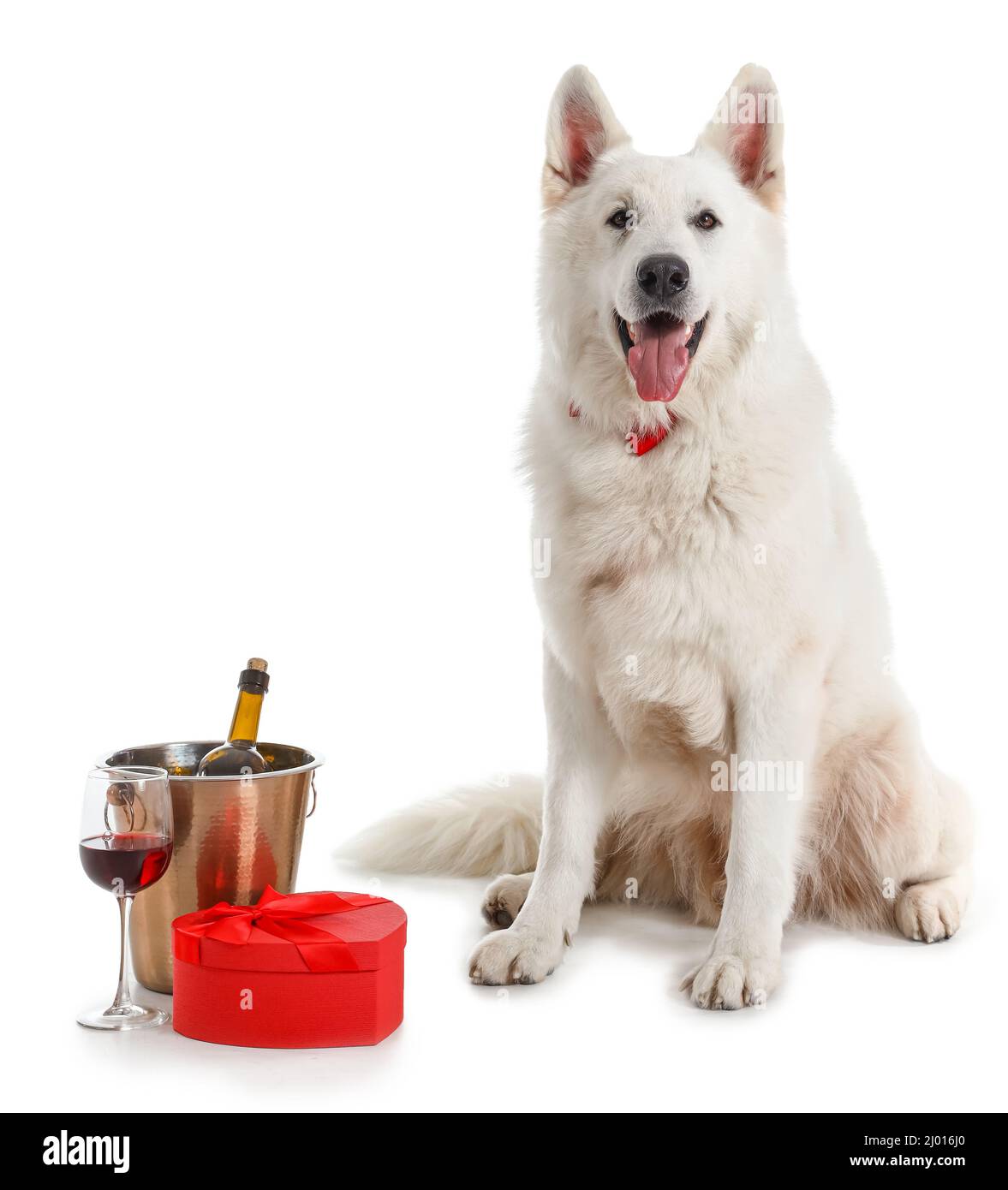 Chien mignon, cadeau, seau avec bouteille et verre de vin sur fond blanc.Célébration de la Saint-Valentin Banque D'Images