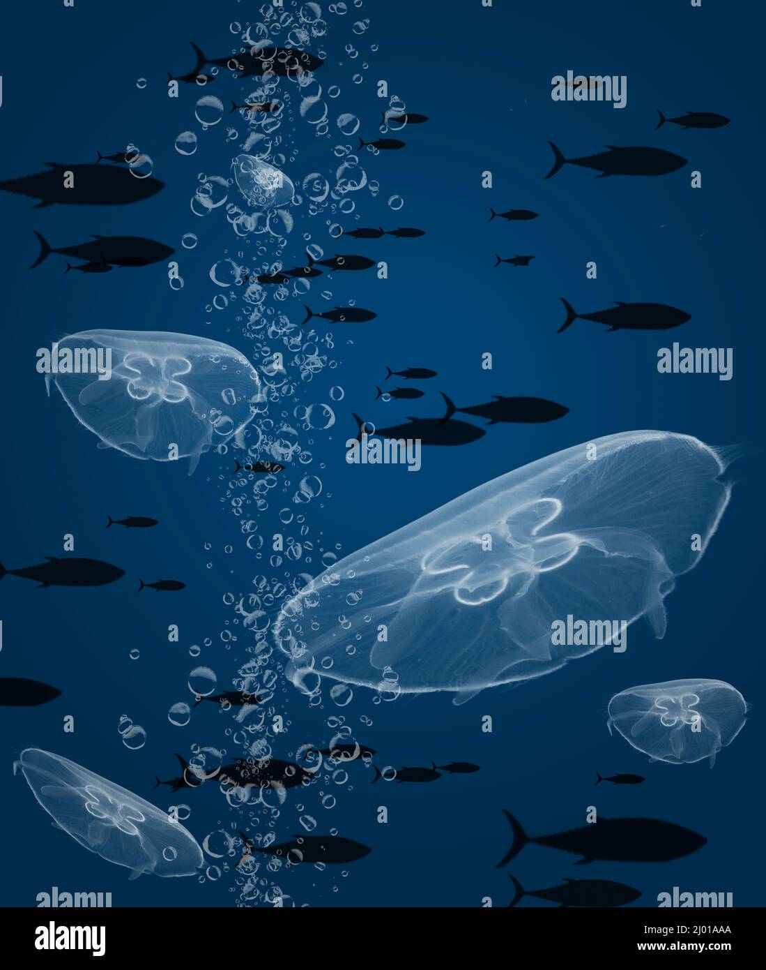 Une école de thon et un groupe de méduses lunaires sont vus dans cette illustration sous-marine de 3 jours. Banque D'Images