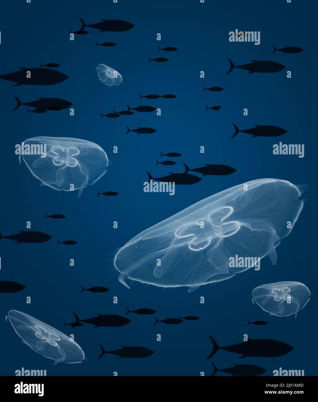 Une école de thon et un groupe de méduses lunaires sont vus dans cette illustration sous-marine de 3 jours. Banque D'Images