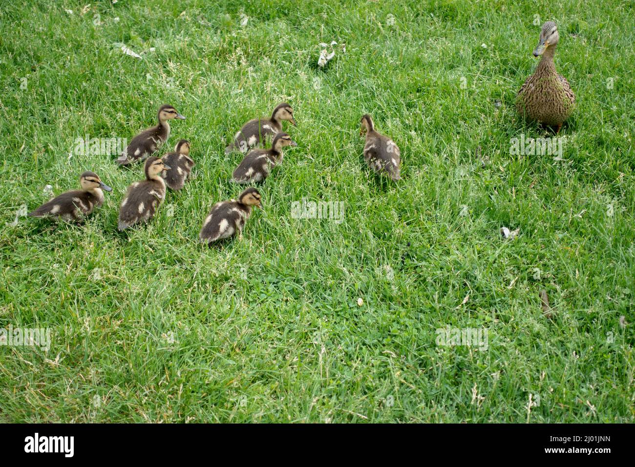 Mère canard avec ses canetons les gardant en ligne au parc Loring. Minneapolis Minnesota MN États-Unis Banque D'Images