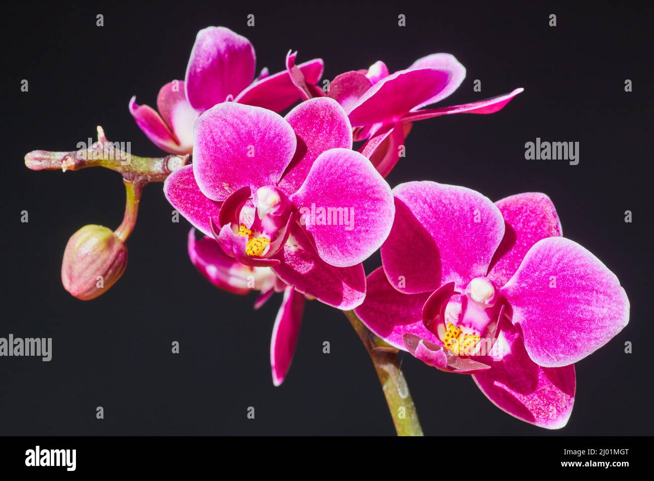 Branche de fleur d'orchidée rose et jaune sur fond sombre Banque D'Images