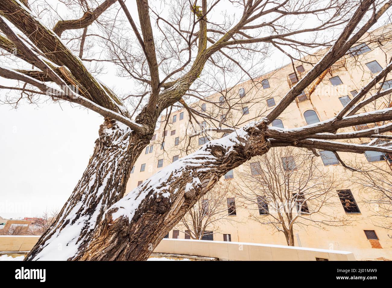 Vue imprenable sur un jardin enneigé avec Survival Tree of Oklahoma City National Memorial et le musée de l'Oklahoma Banque D'Images