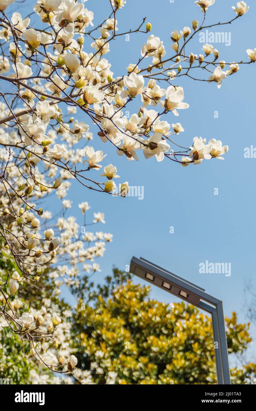 Vue rapprochée de la Micheline alba aux fleurs blanches au printemps. Banque D'Images