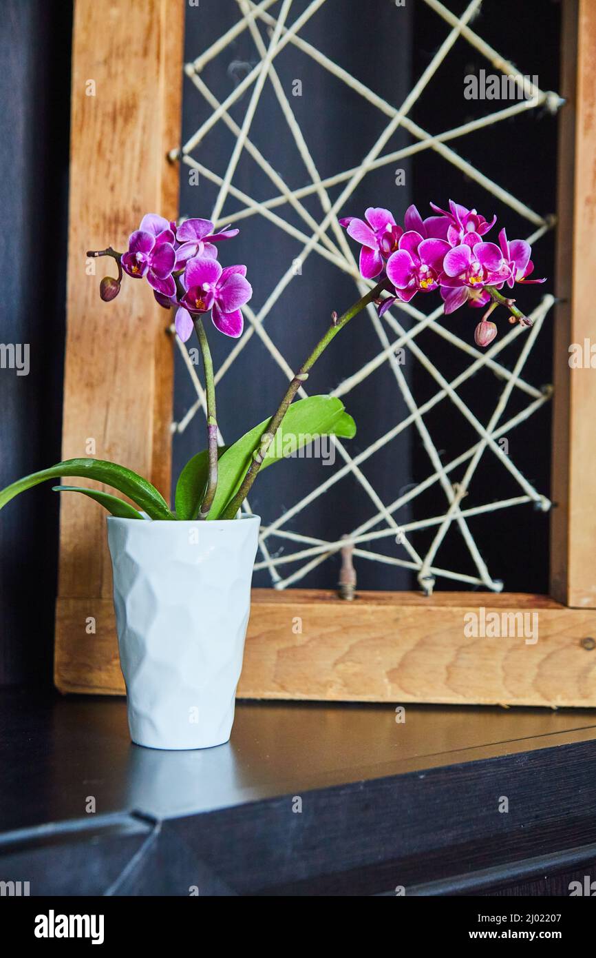 Orchidée rose devant un morceau de bois et de ficelle sur une étagère marron foncé Banque D'Images