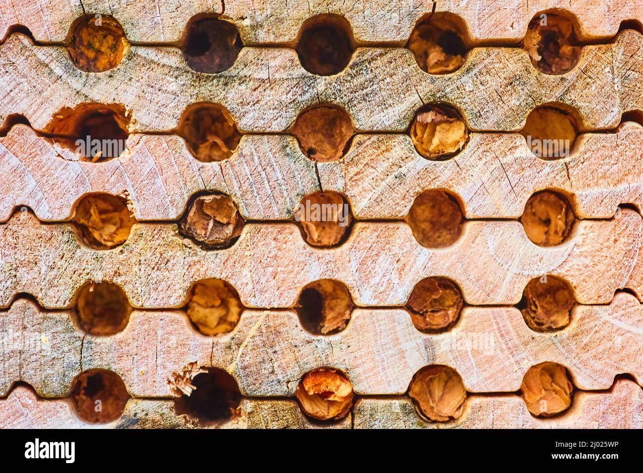 Les trous de la maison d'abeilles sont tous remplis pour l'hiver Banque D'Images
