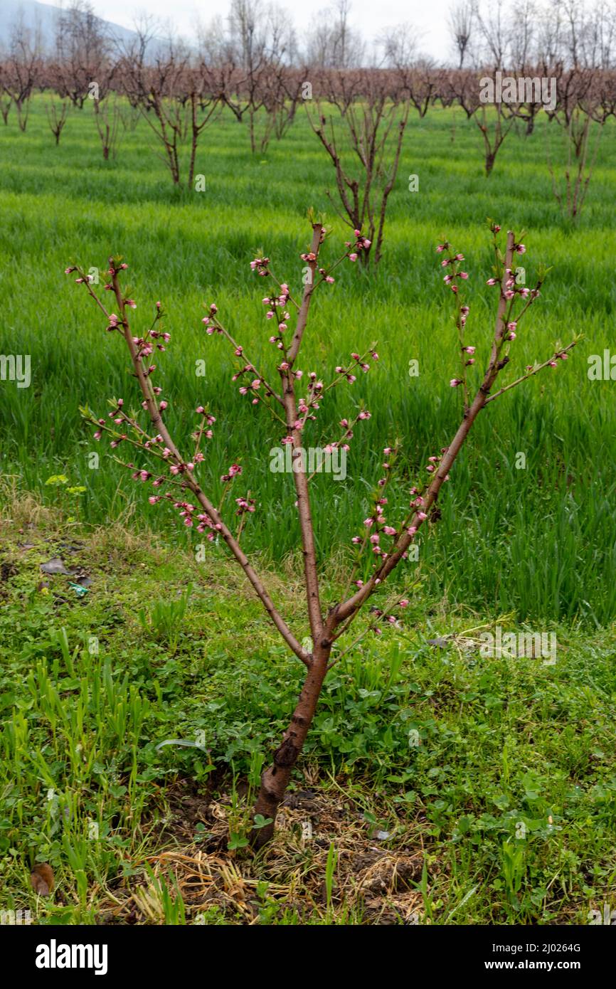 Petit arbre aux fruits de pêche en pleine fleur au printemps Banque D'Images