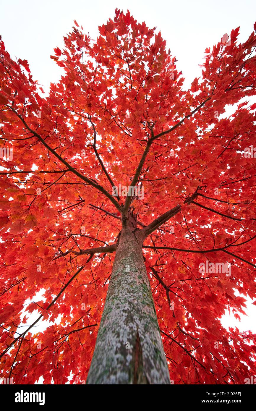 Arbre à feuilles rouge vif à l'automne de haut en bas Banque D'Images