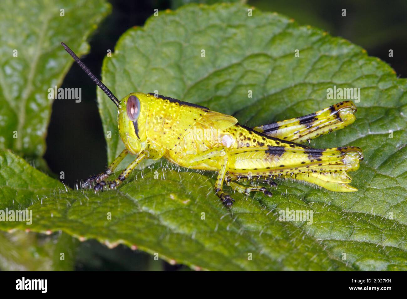 Giant Grasshopper, Valanga irregularis. Également connu sous le nom de Giant Valanga ou Hedge Grasshopper. Vert vif nymphe. Coffs Harbour, Nouvelle-Galles du Sud, Australie Banque D'Images