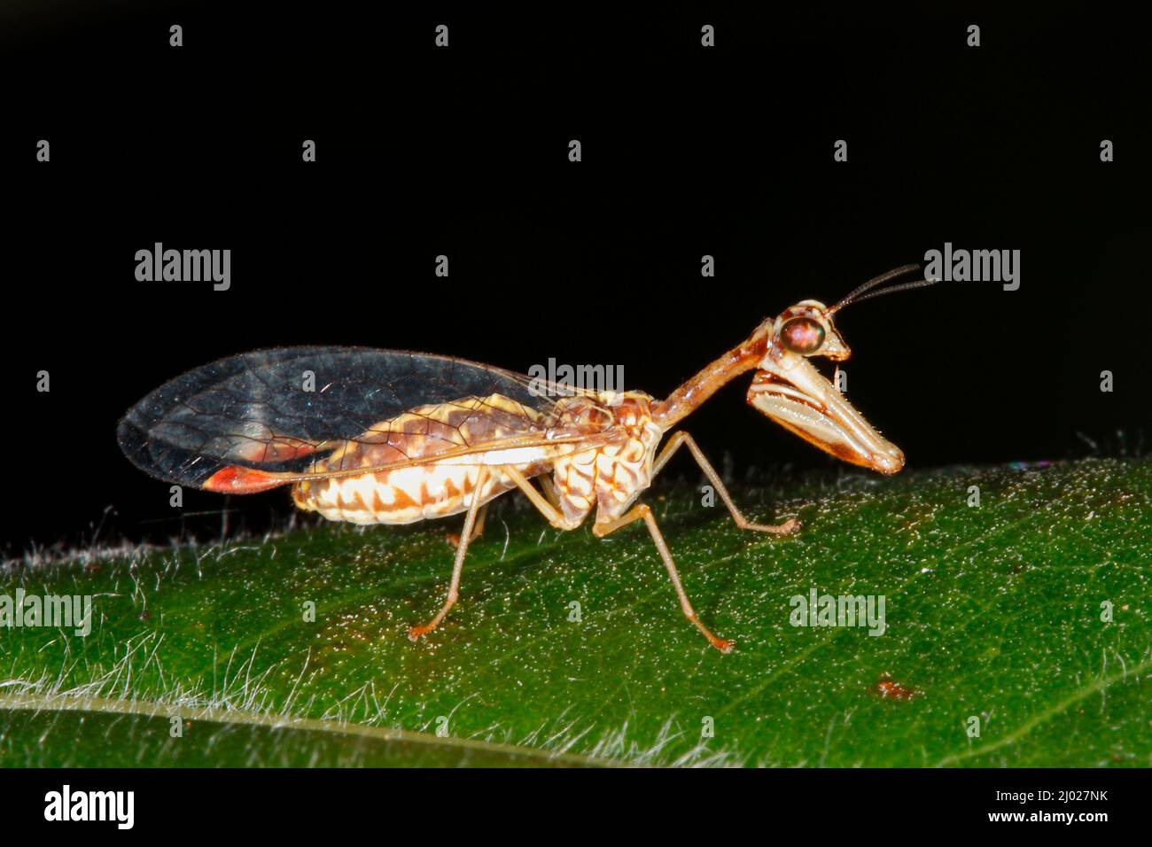 Lacération de Mantid, Austrommantispa imbecilla. Également connu sous le nom de Mantis Fly. Coffs Harbour, Nouvelle-Galles du Sud, Australie Banque D'Images