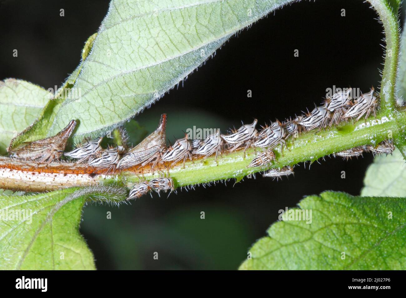 Lantana Treehilers, Aconophora compressa. Adultes et nymphes. Également connu sous le nom de Lantana Bug, Lantana Stemsucking Treehopper, et Lantana SAP-sucking bug. Banque D'Images