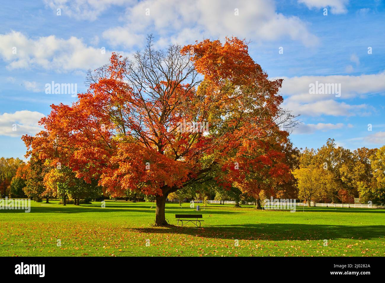 Parcours de golf avec arbre d'automne parfait et banc Banque D'Images