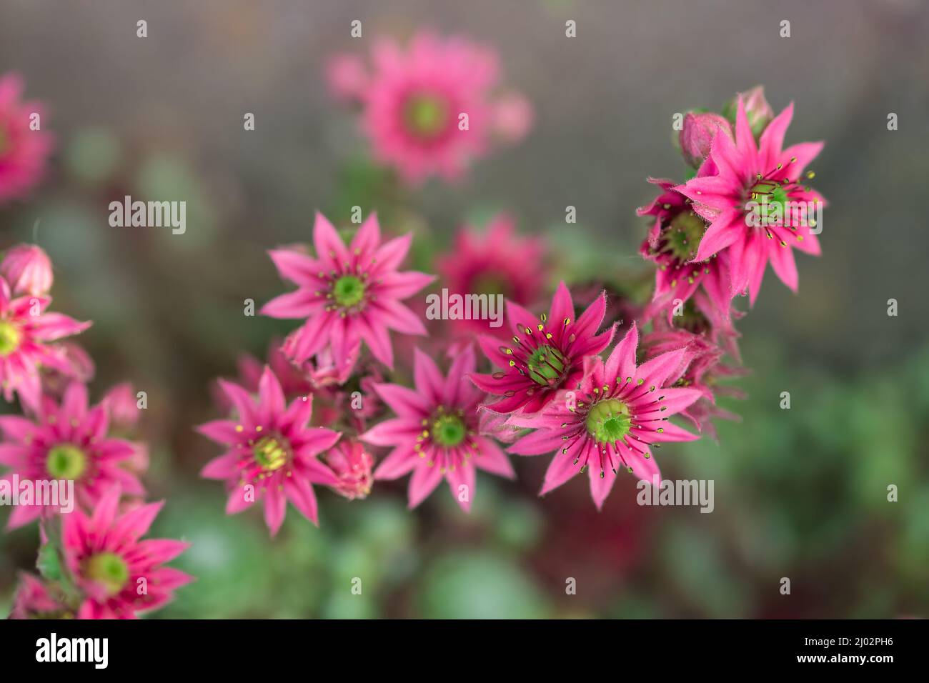 Cliché sélectif de fleurs roses de Sempervivum tectorum Banque D'Images