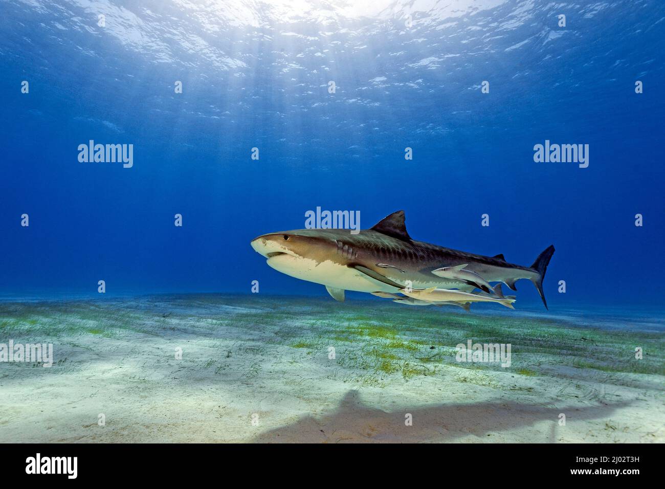 Requin tigre (Galeocerdo cuvier), Bahamas, Caraïbes, océan Atlantique Banque D'Images