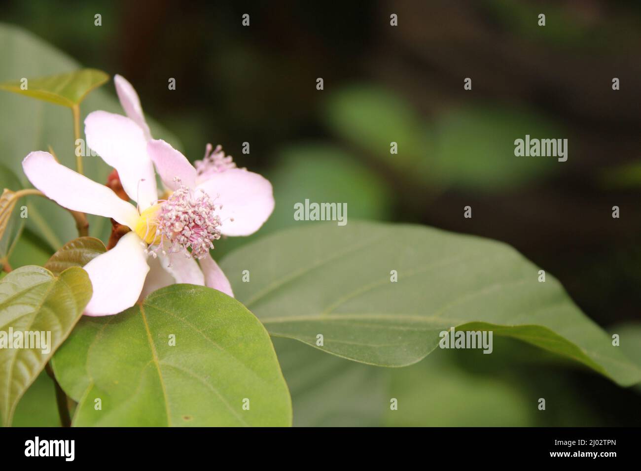 Annatto, Lipstick Tree, Urucum (Bixa orellana), fleurs, Inde, Odisha Banque D'Images