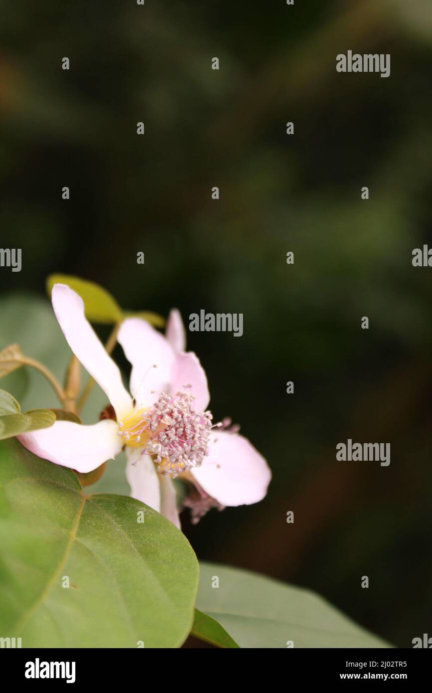 Annatto, Lipstick Tree, Urucum (Bixa orellana), fleurs, Inde, Odisha Banque D'Images