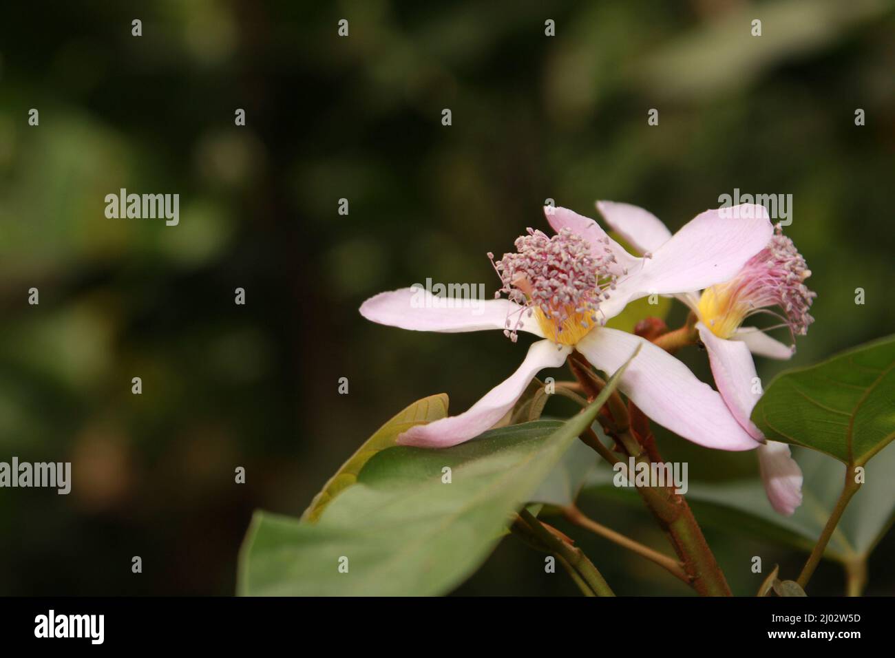 Annatto, Lipstick Tree, Urucum (Bixa orellana), fleurs, Inde, Odisha Banque D'Images