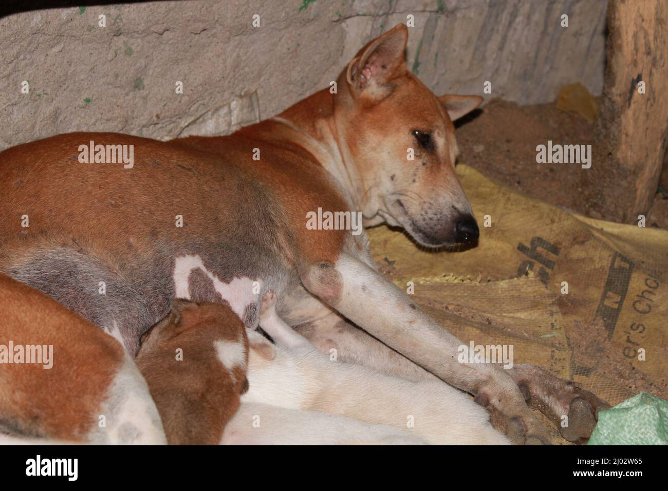 Chiots qui boivent du lait de leur mère. Banque D'Images