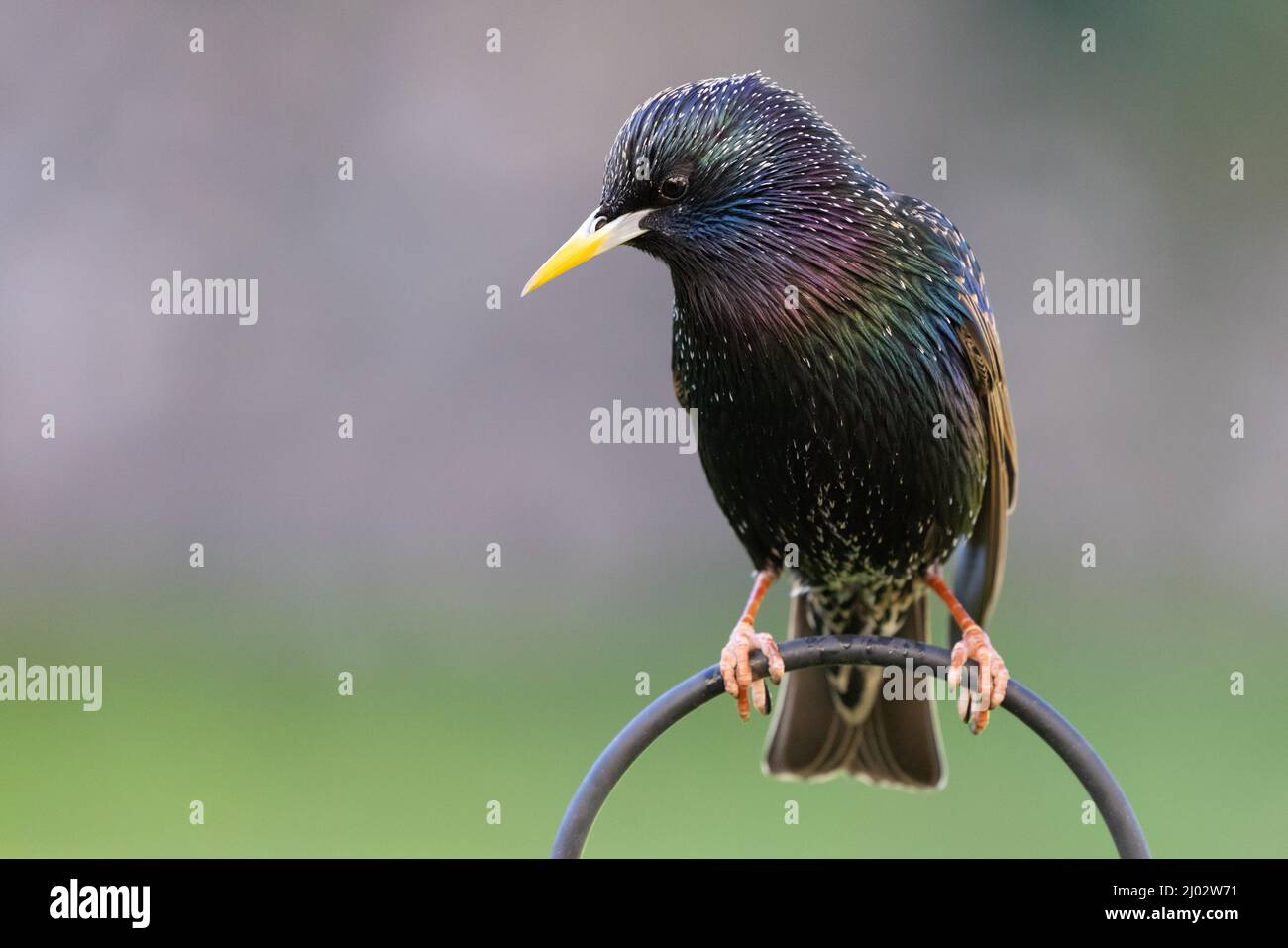 Starling [ Sturnus vulgaris ] se nourrissant sur un cerceau métallique avec un arrière-plan hors foyer Banque D'Images