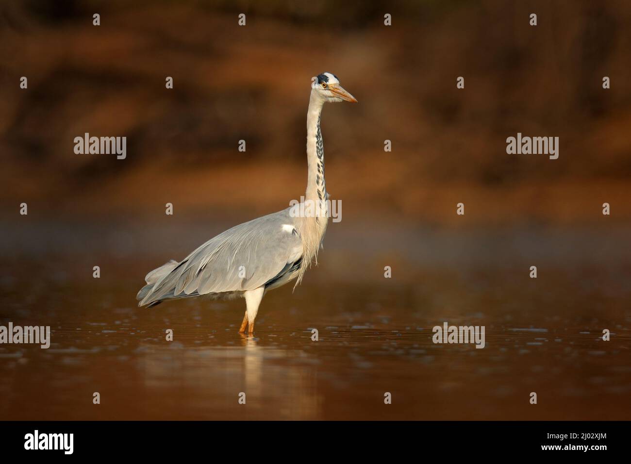 Heron dans l'eau, Mana pools, Zimbabwe en Afrique. Héron gris, Ardea cinerea, oiseau dans le lac forestier. Animal dans l'habitat naturel, lumière du coucher du soleil en soirée Banque D'Images