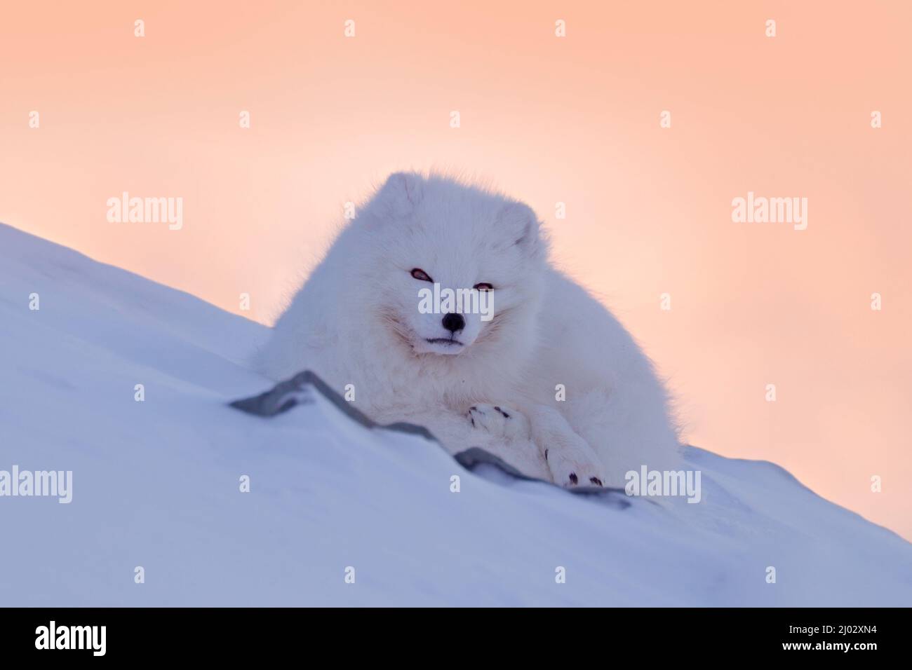 Renard polaire dans son habitat, paysage d'hiver, Svalbard, Norvège. Magnifique animal blanc dans la neige. Scène d'action de la faune de la nature, Vulpes lagopus, visage Banque D'Images