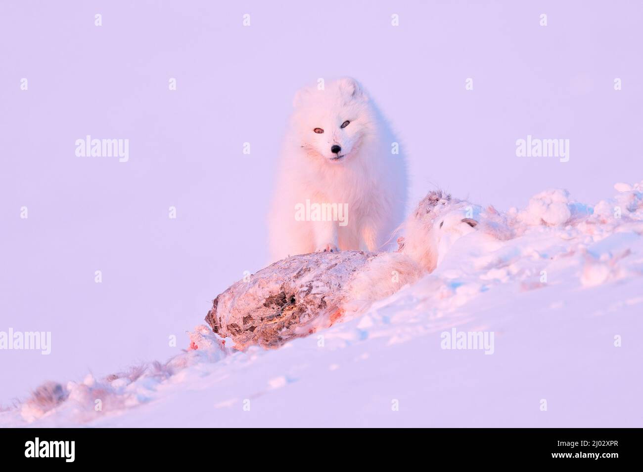 Renard polaire avec carcasse de cerf dans un habitat de neige, paysage hivernal, Svalbard, Norvège. Magnifique animal blanc dans la neige. Scène d'action de la faune de la nature Banque D'Images
