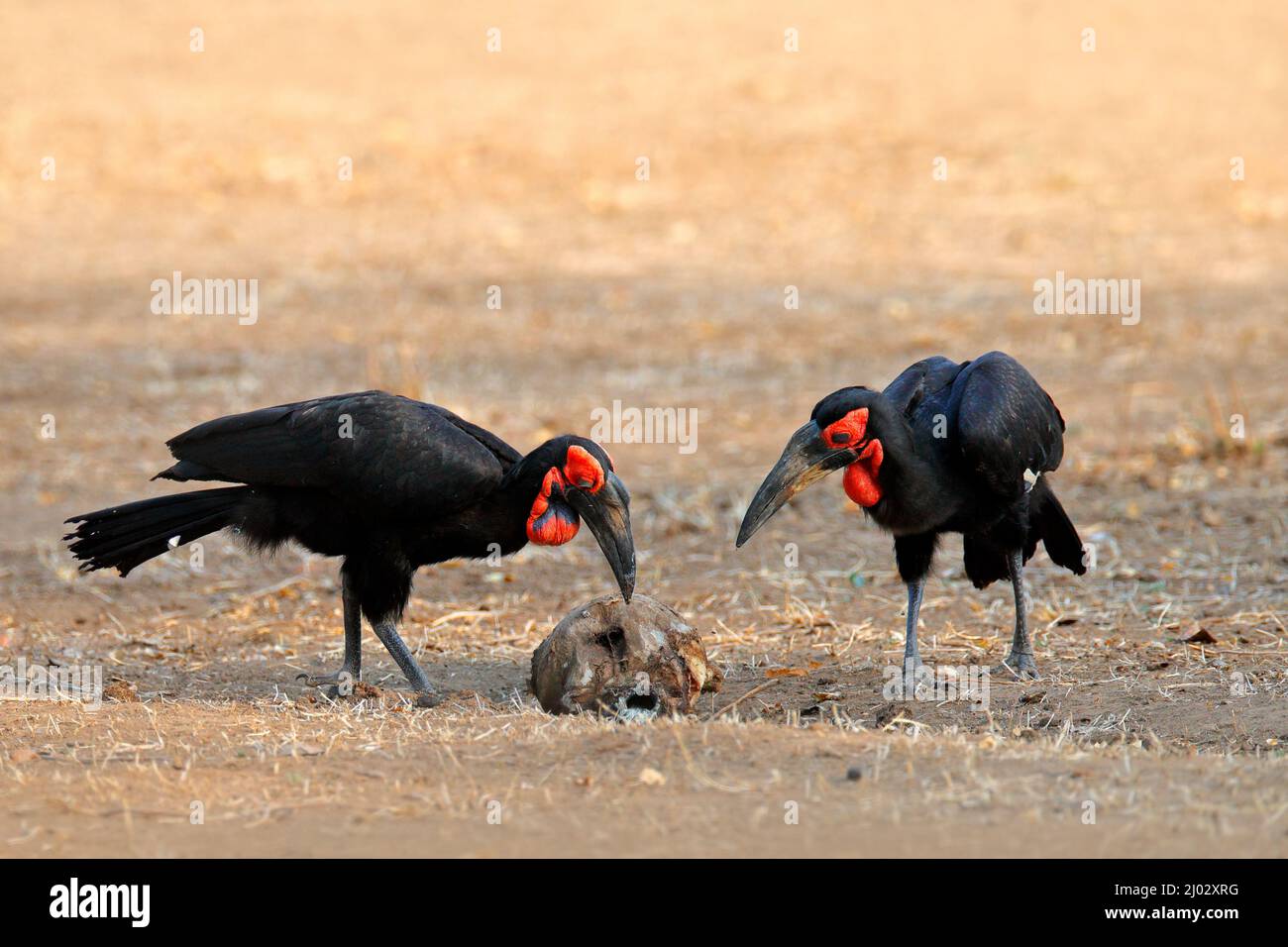 Charme noir et carcasse, comportement alimentaire des oiseaux. Bucorvus leadbeateri, le plus grand charme du monde. Oiseau noir avec fac rouge Banque D'Images