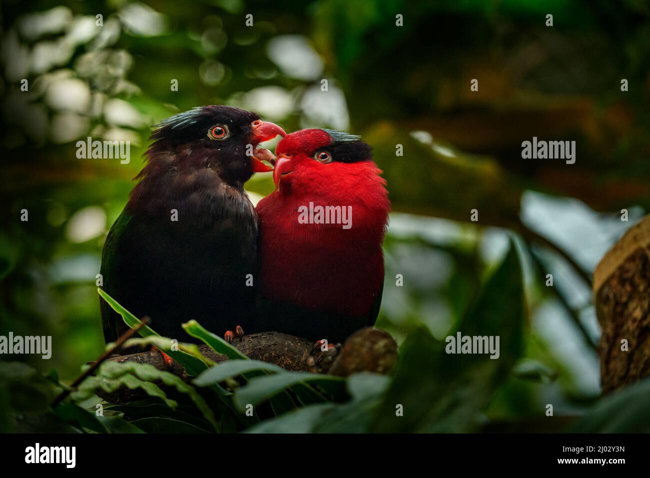 Charmusyna papou, Papuan Lorikeet, également connu sous le nom de Stella's Lorikeet perroquet. Morphe rouge et mélaniste d'oiseaux rares de Papouasie en Asie. Deux oiseaux, noirs Banque D'Images