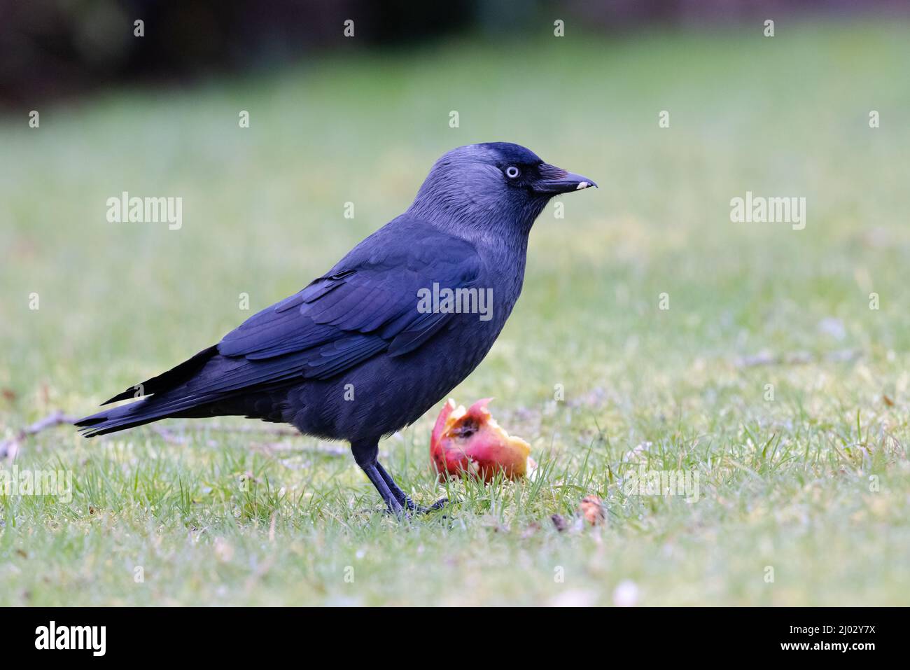 Jackdaw [ Corvus monedula ] se nourrissant de la pomme tombée sur la pelouse Banque D'Images