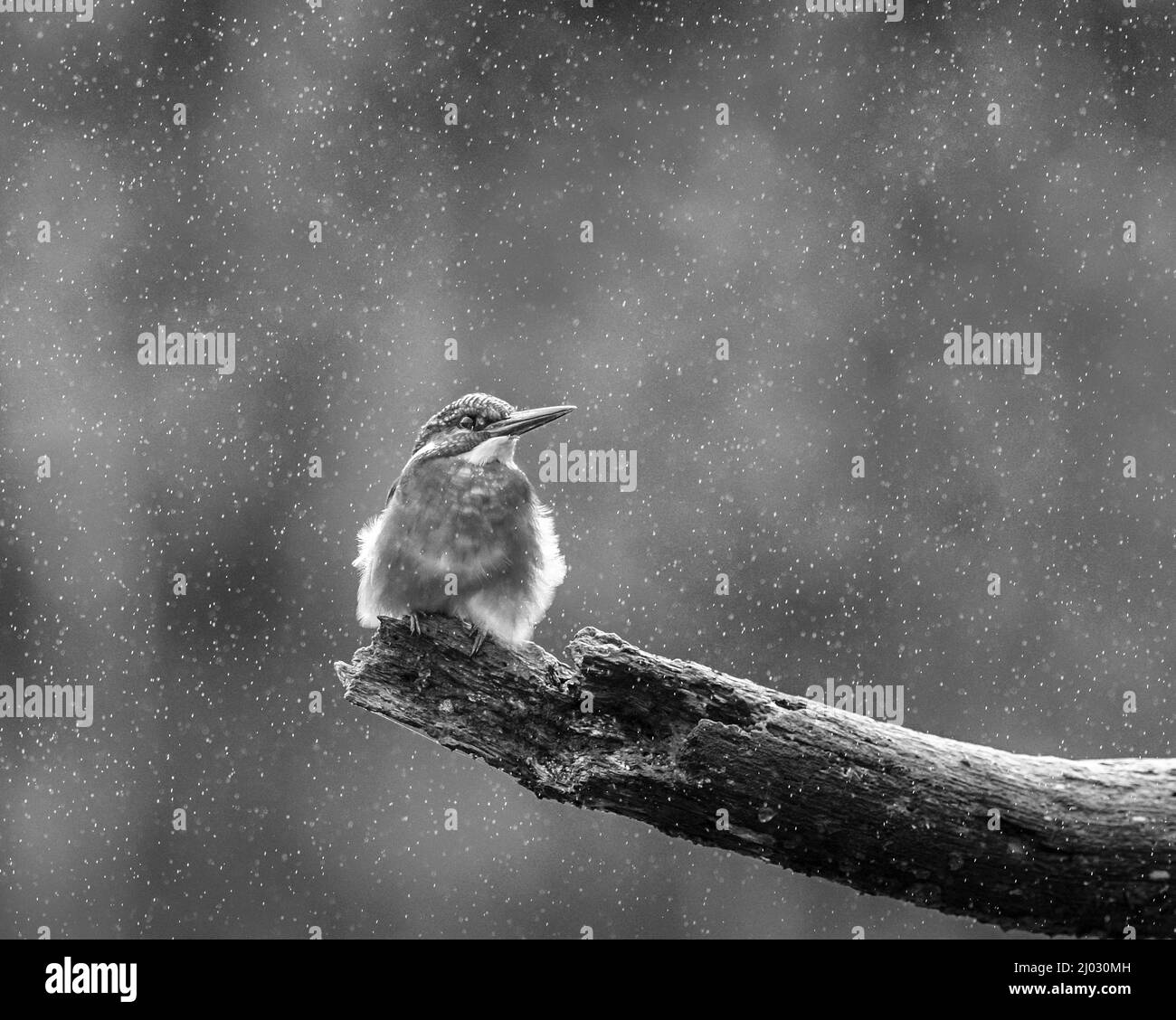Kingfisher sous la pluie, Teifi Marshes, Cardigan, pays de Galles Banque D'Images