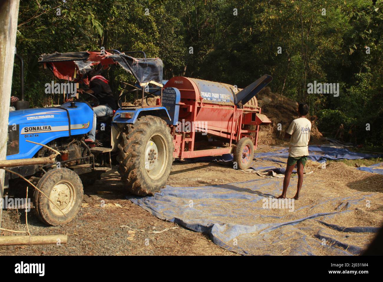 Bhadrak, Odisha, Inde, 07 janvier 2020 : les ouvriers alimentent manuellement les boisseaux de riz récoltés dans une machine de battage montée sur tracteur pour séparer le riz. Banque D'Images