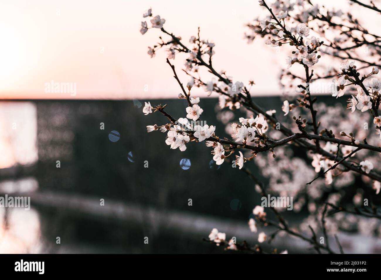Floraison de cerisiers de printemps au coucher du soleil contre MUCEM à Marseille, France Banque D'Images