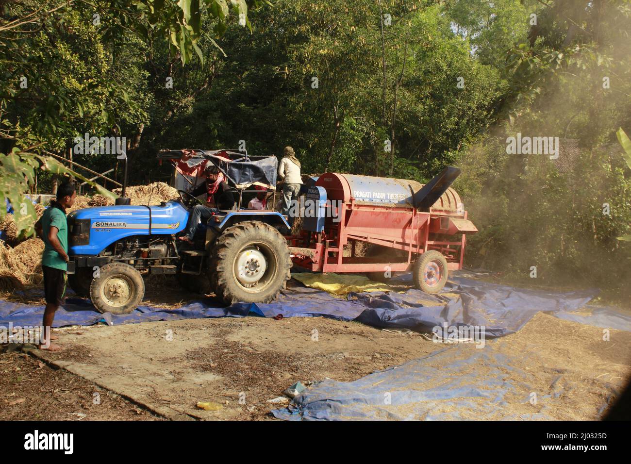 Bhadrak, Odisha, Inde, 07 janvier 2020 : les ouvriers alimentent manuellement les boisseaux de riz récoltés dans une machine de battage montée sur tracteur pour séparer le riz. Banque D'Images