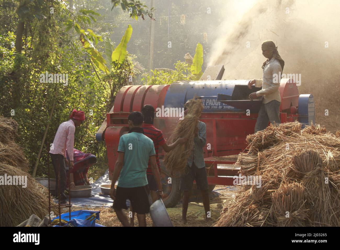 Bhadrak, Odisha, Inde, 07 janvier 2020 : les ouvriers alimentent manuellement les boisseaux de riz récoltés dans une machine de battage montée sur tracteur pour séparer le riz. Banque D'Images