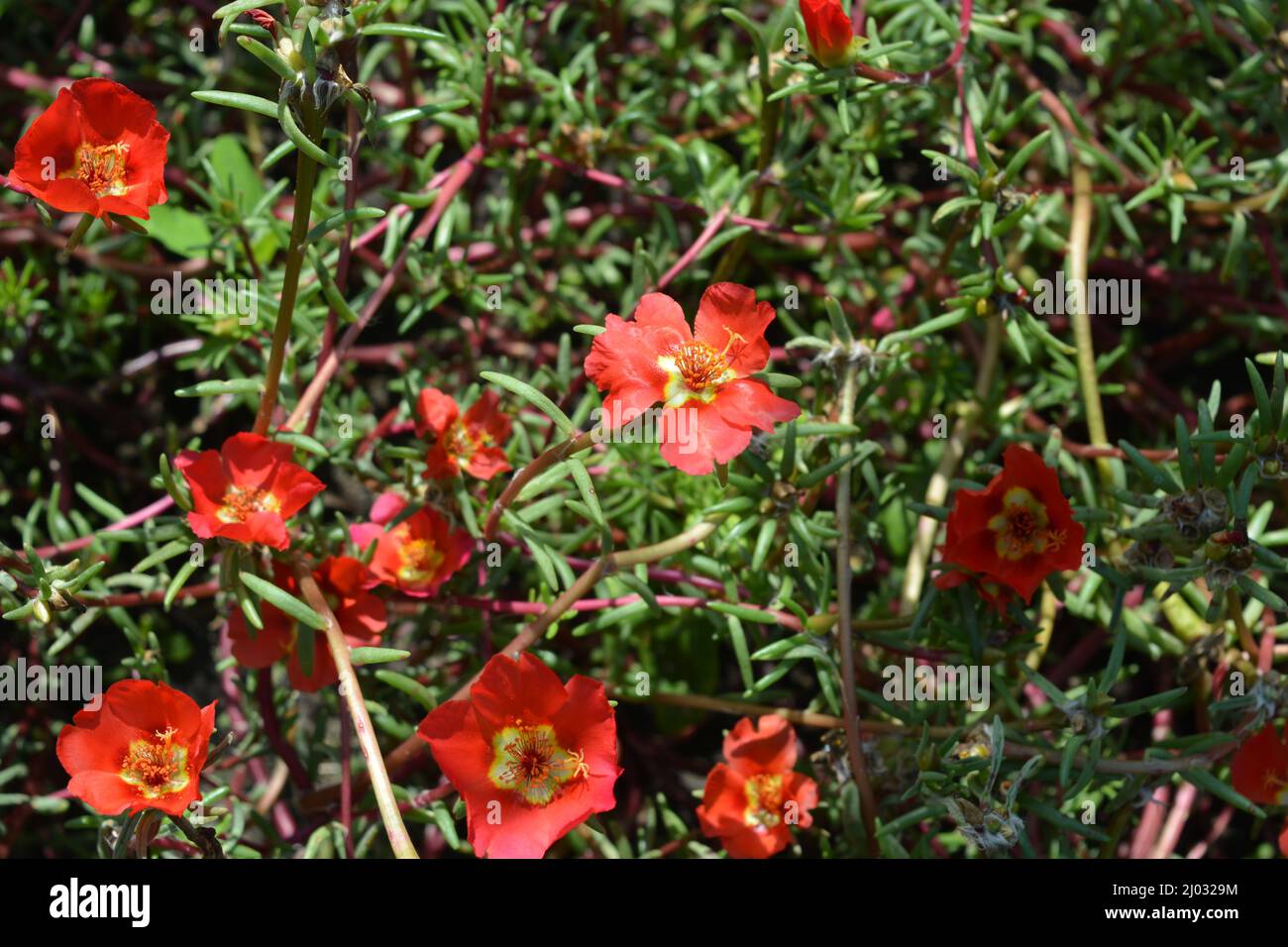 Belle et inhabituelle conception de paysage, rouge inhabituel, cramoisi, violet, rose, fleurs jaunes fleuries sur fond de pierres. Banque D'Images