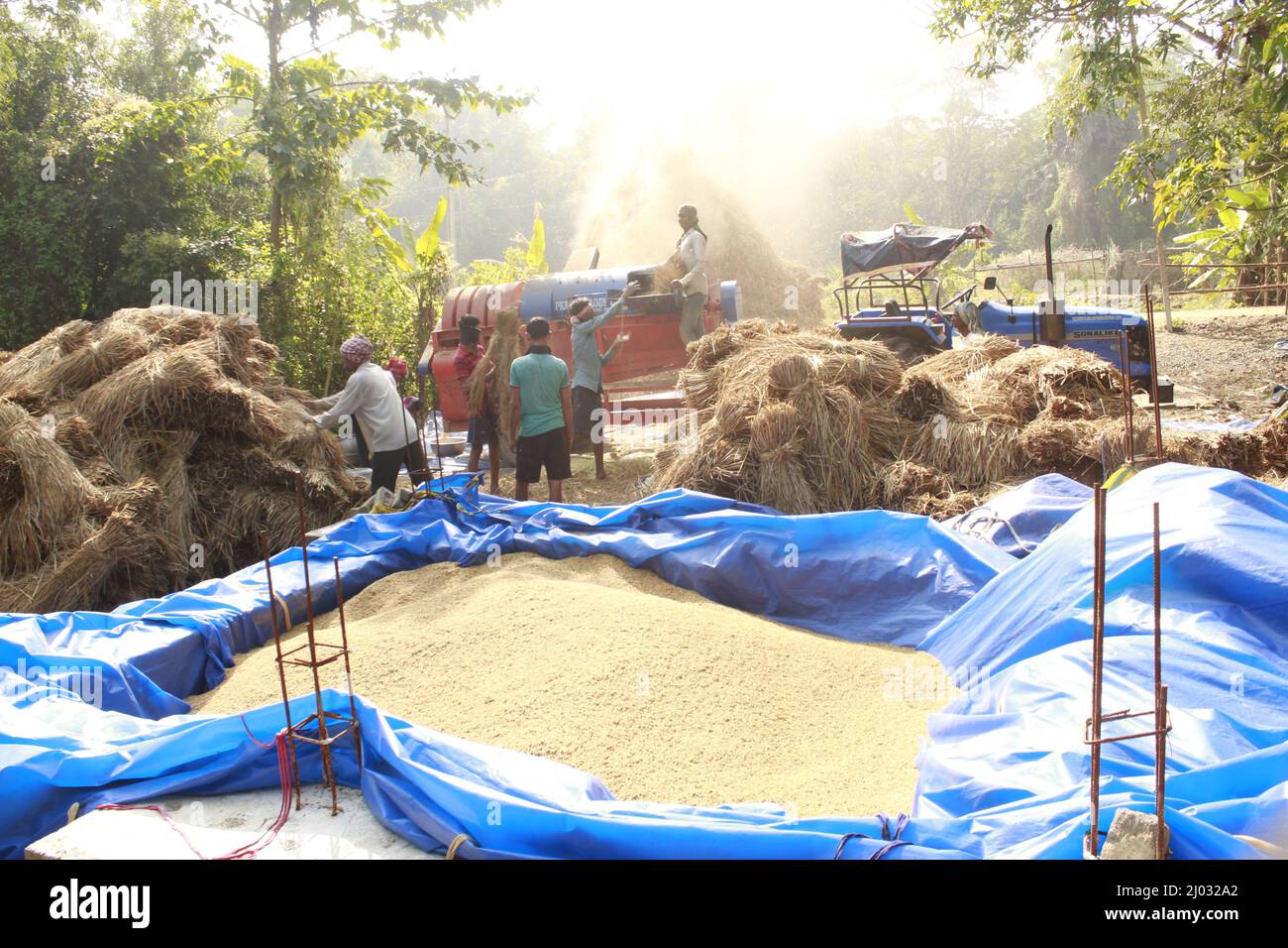 Bhadrak, Odisha, Inde, 07 janvier 2020 : les ouvriers alimentent manuellement les boisseaux de riz récoltés dans une machine de battage montée sur tracteur pour séparer le riz. Banque D'Images