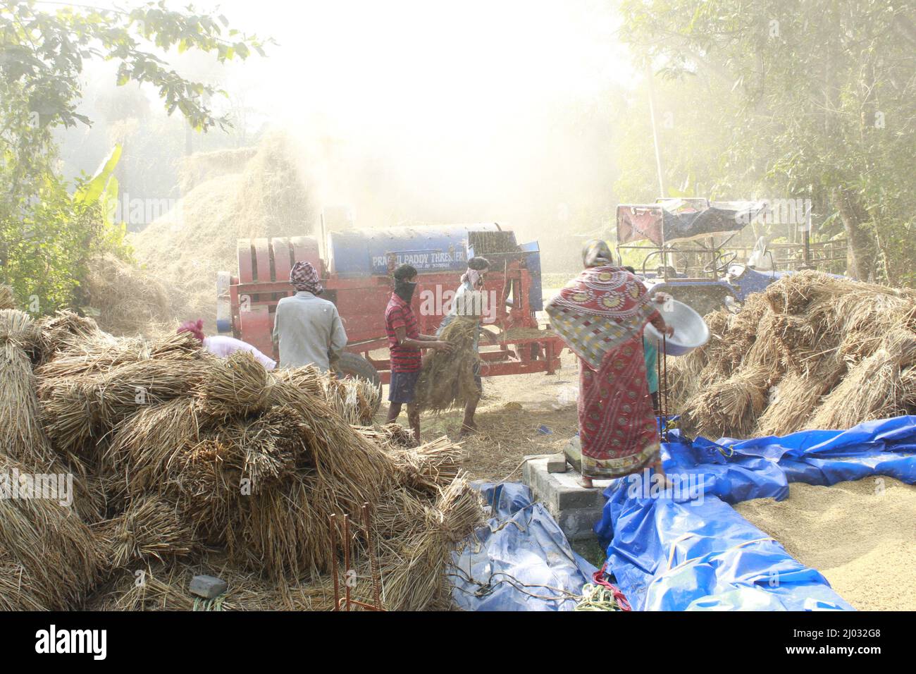 Bhadrak, Odisha, Inde, 07 janvier 2020 : les ouvriers alimentent manuellement les boisseaux de riz récoltés dans une machine de battage montée sur tracteur pour séparer le riz. Banque D'Images