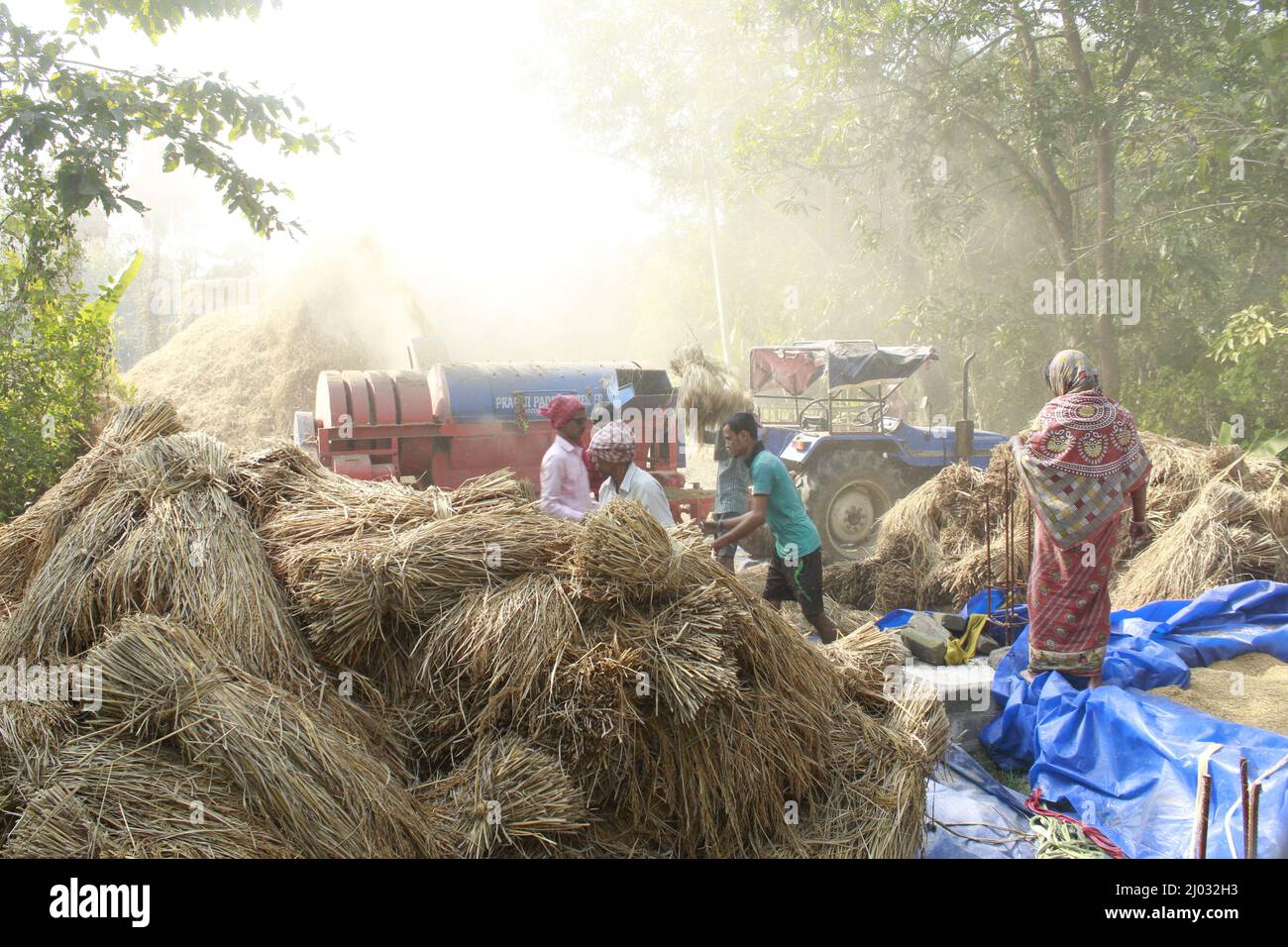 Bhadrak, Odisha, Inde, 07 janvier 2020 : les ouvriers alimentent manuellement les boisseaux de riz récoltés dans une machine de battage montée sur tracteur pour séparer le riz. Banque D'Images