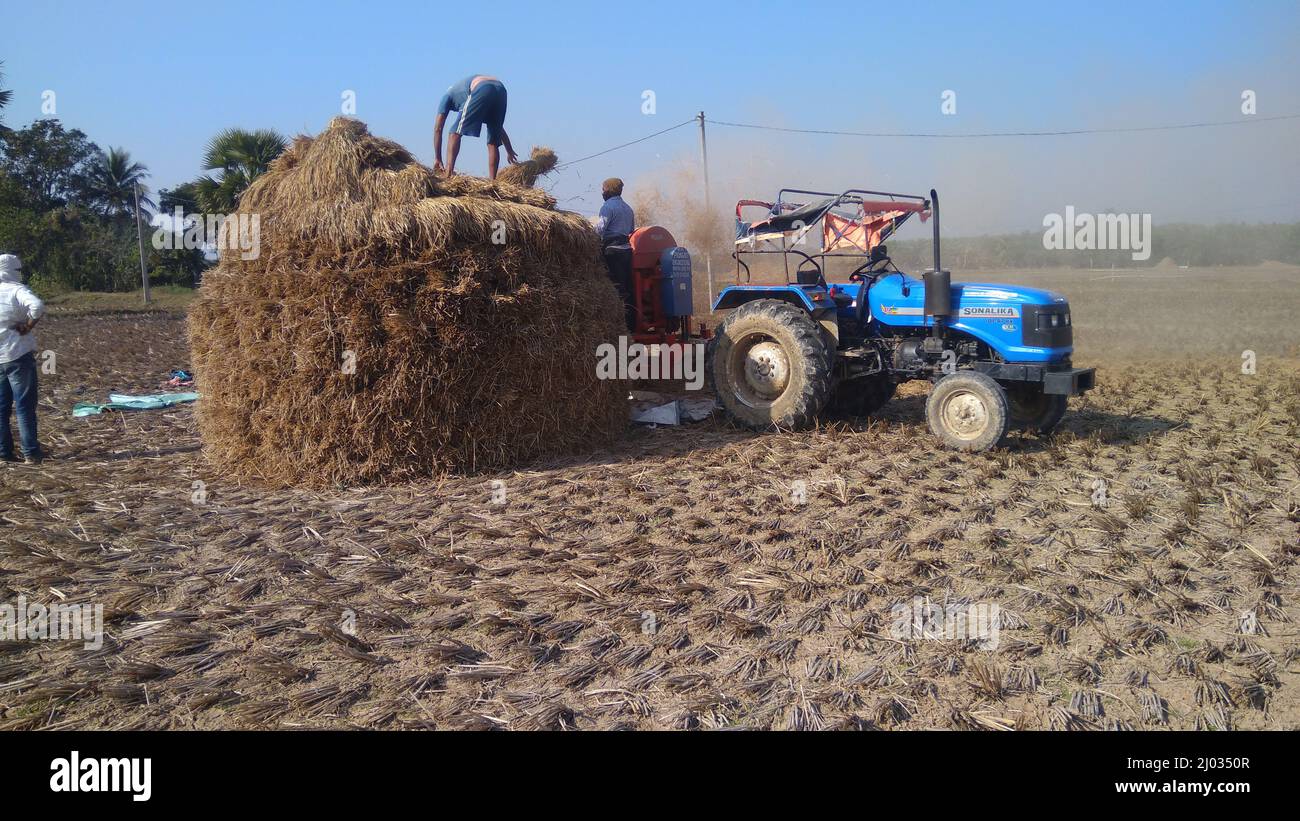 13 janvier 2020, agriculteurs indiens ou ouvriers agricoles récoltant du riz à l'aide d'un tracteur de riziculture, d'une machine de récolte ou d'un batteur à riz mécanique. Banque D'Images