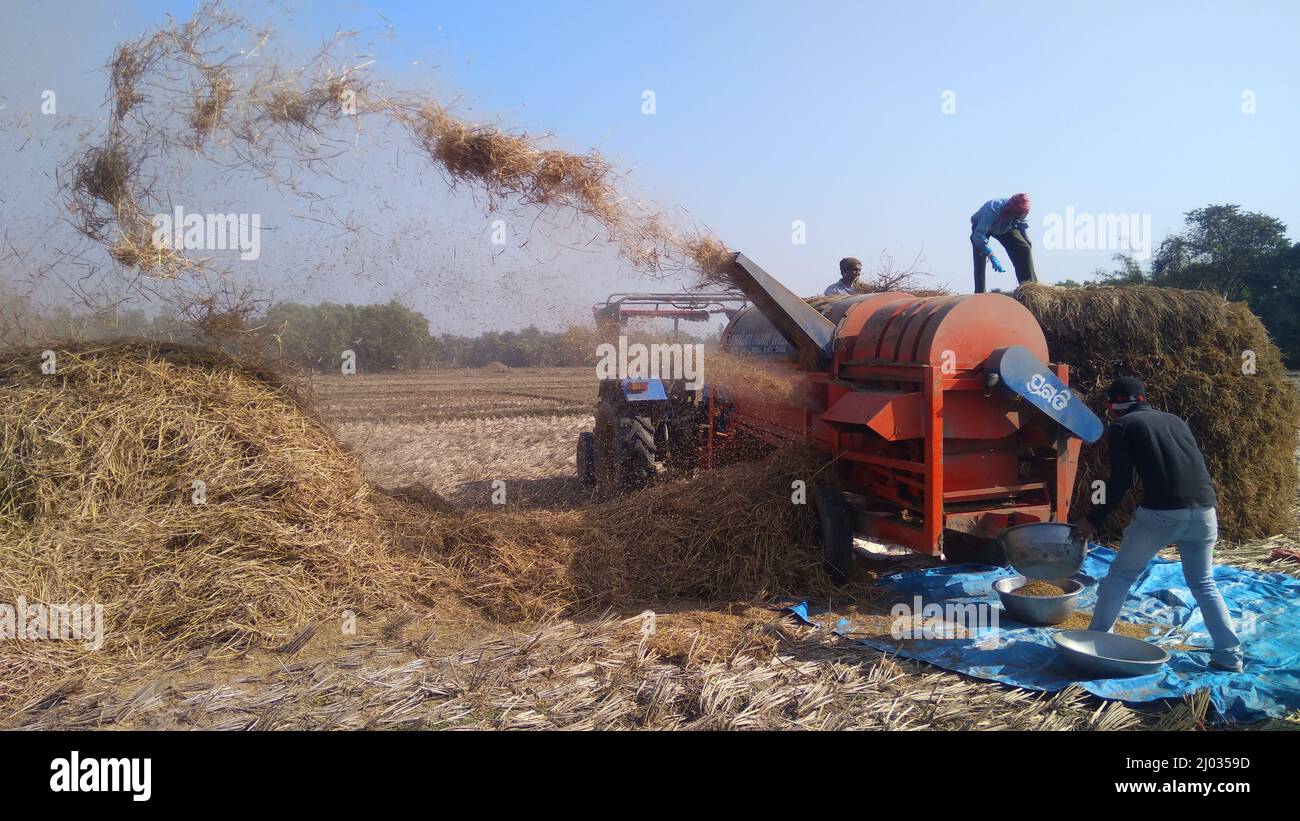 13 janvier 2020, agriculteurs indiens ou ouvriers agricoles récoltant du riz à l'aide d'un tracteur de riziculture, d'une machine de récolte ou d'un batteur à riz mécanique. Banque D'Images