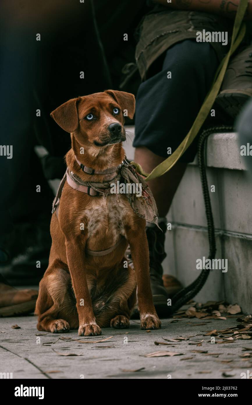 Belle photo d'un chien autrichien Pinscher dans un treet Banque D'Images