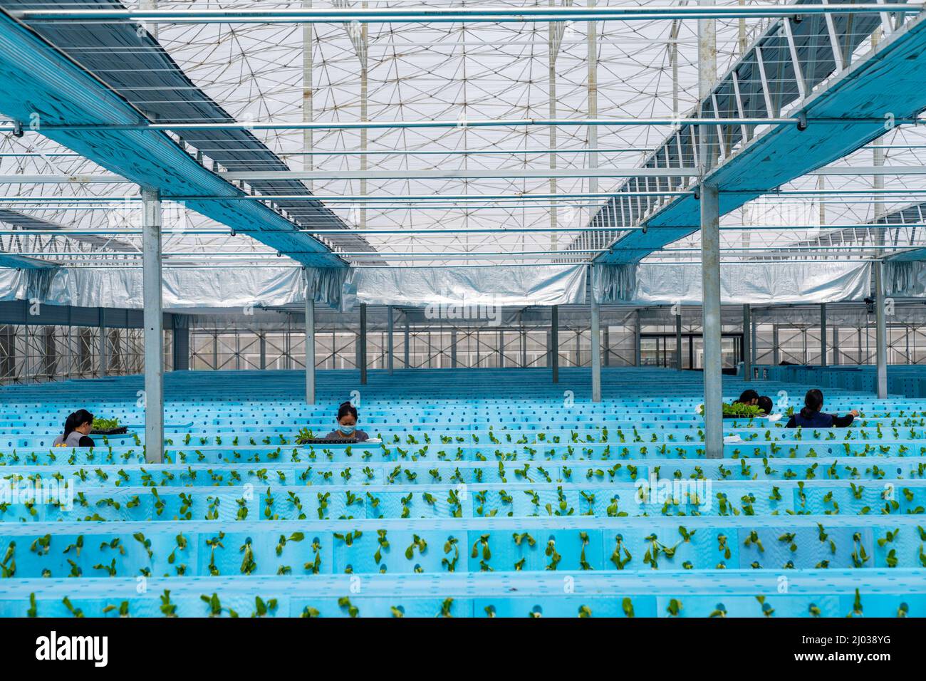 HEFEI, CHINE - 16 MARS 2022 - les travailleurs de la serre d'une usine cultivent des légumes en plantant des aérosols. Hefei, Anhui Provi de Chine orientale Banque D'Images