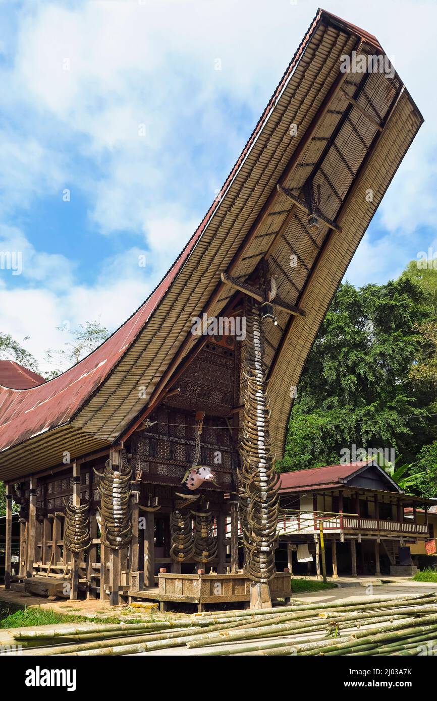 Maison Tongkonan traditionnelle sur toit de selle dans un complexe familial près de Rantepao, la'bo, Rantepao, Toraja, Sulawesi du Sud, Indonésie, Asie du Sud-est, Asie Banque D'Images
