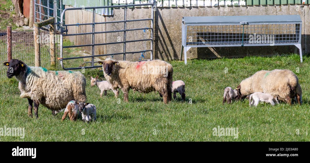 Mouton Ewe à face noire avec agneaux Banque D'Images