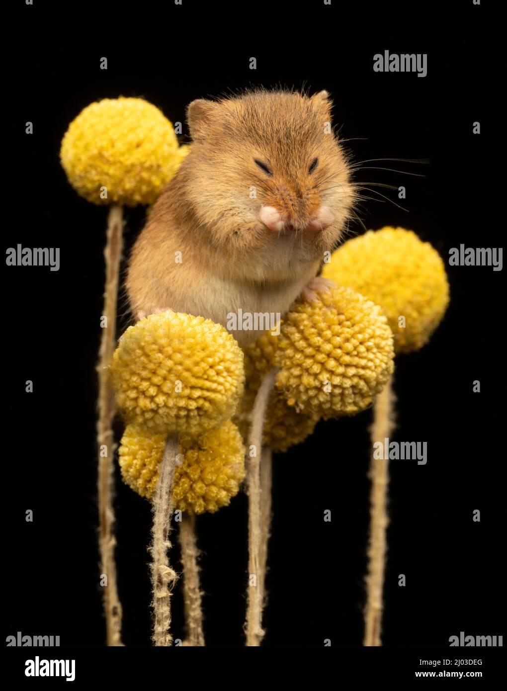 Une souris de récolte femelle, (Micromys minutus), nettoyant son visage tout en étant assise sur quelques fleurs jaunes Banque D'Images