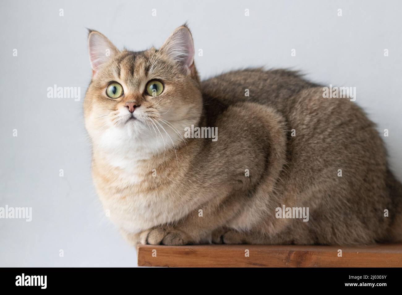 Vert - eyed British Shorthair Golden Chinchilla NY25 Banque D'Images