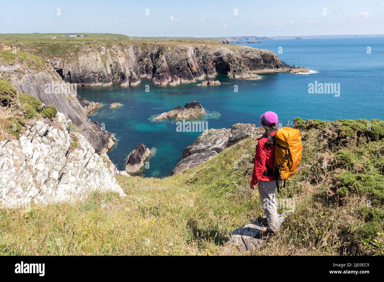 La côte du Pembrokeshire sur le sentier côtier près de Porthclais, pays de Galles, Royaume-Uni Banque D'Images