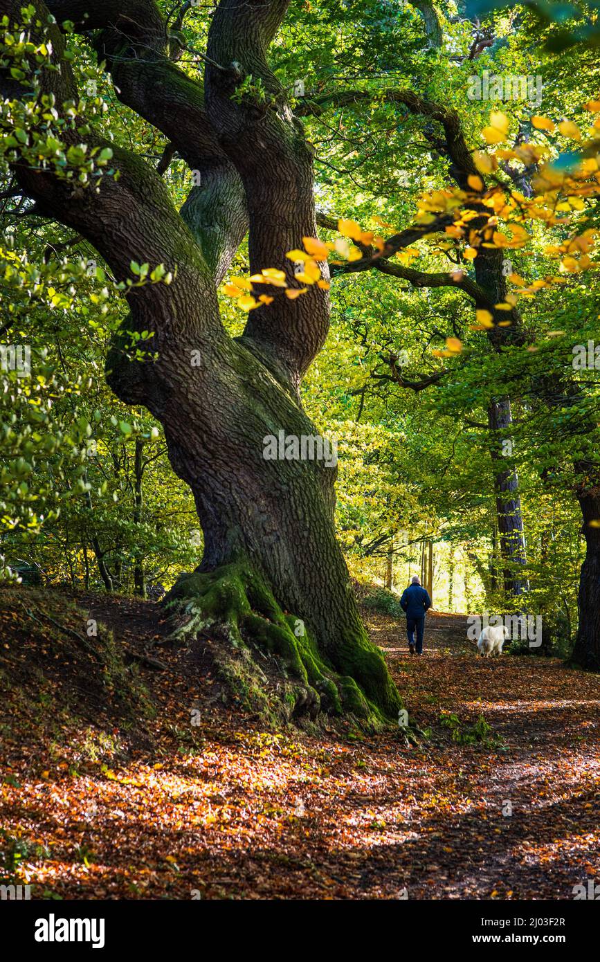 Un homme et son chien marchent à côté d'un arbre de chêne puissant lors d'une belle journée d'automne Banque D'Images