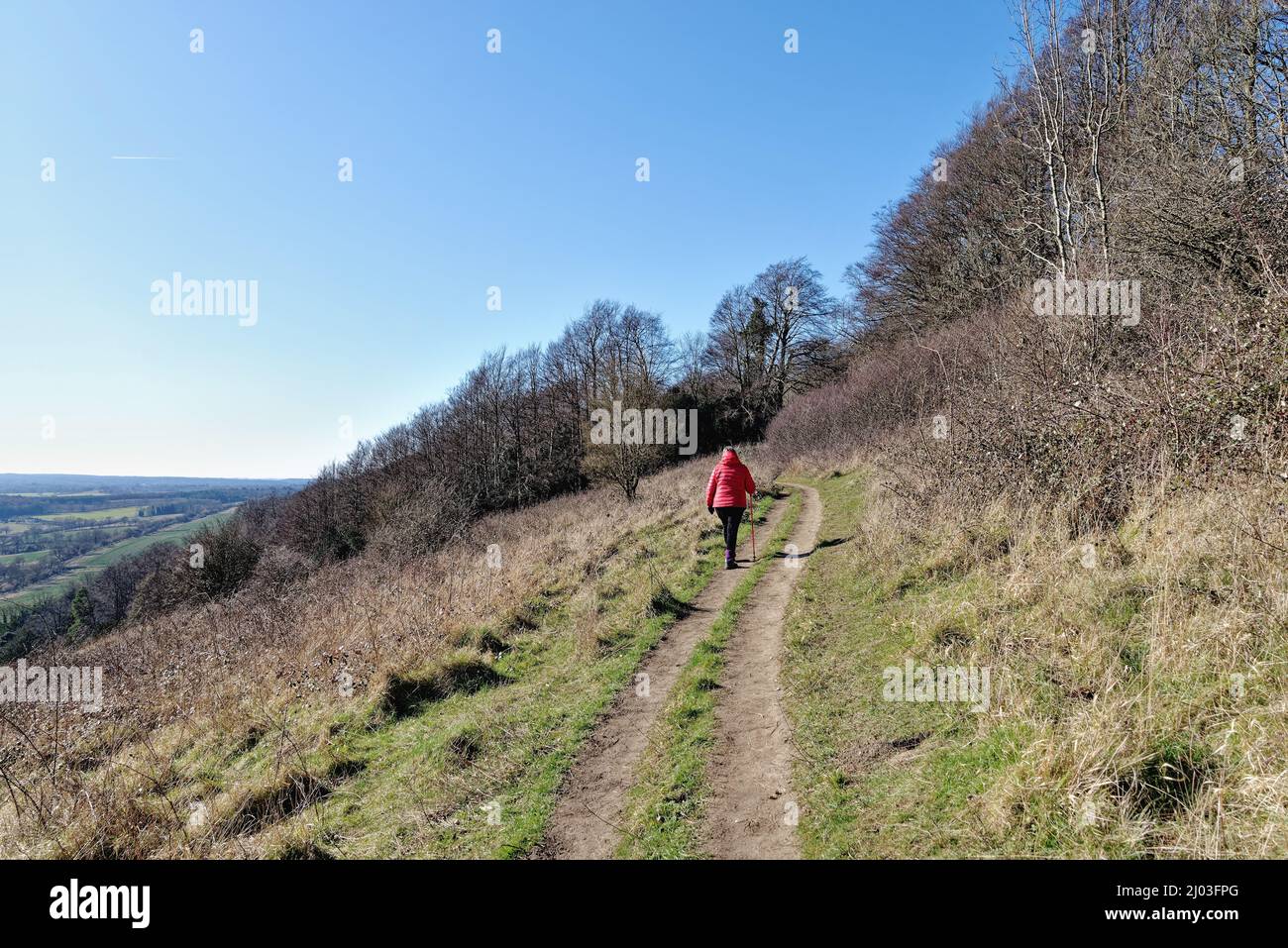 Une femme mûre qui marche dans une veste rouge sur North Downs Way lors d'une journée hivernale ensoleillée à Ranmore Common Dorking Surrey, Angleterre, Royaume-Uni Banque D'Images